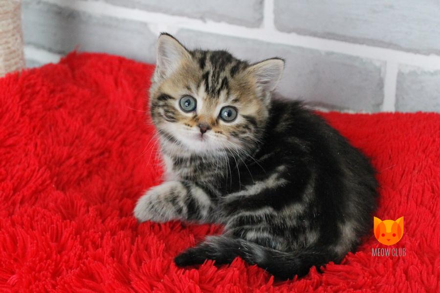 Nicco MeowClub *BY